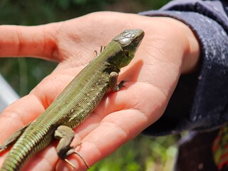 Child holding green lizard in open hand