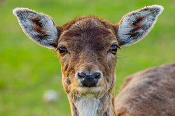 Detailed closeup of a deer, showcasing its beautiful features in a vibrant, lush green background
