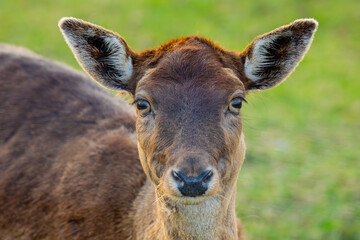 Detailed closeup of a deer, showcasing its beautiful features in a vibrant, lush green background