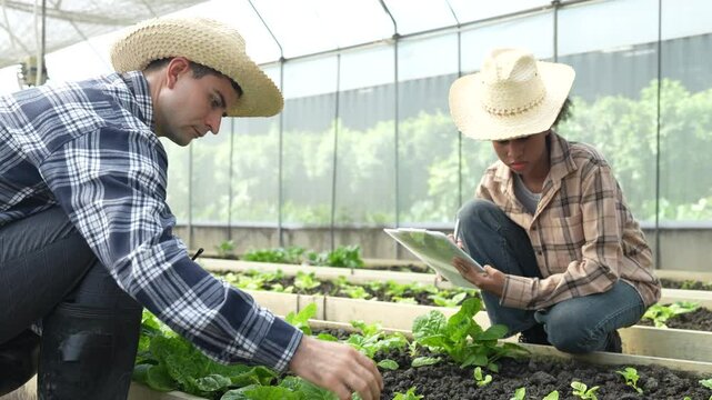 VDO 4K Young adult working in greenhouse picking fresh organic chard form field