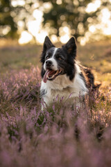 Vertical Portrait of Cute Border Collie with Tongue Out in Heather Meadow. Furry Happy Black and White Dog Lies Down in Flowers with Bokeh Background.