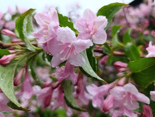 Beautiful flowers grow in a green garden