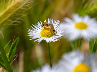 female golden furrow bee halictus subauratus on a annual fleabane erigeron annuus blossom