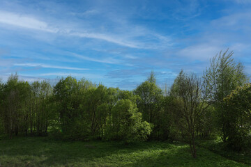 Simple forest landscape in summer