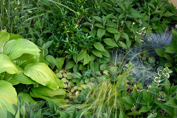 Plants in the garden