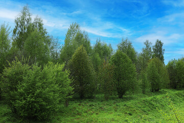 Rural landscape against the blue sky.