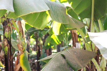 Dusty banana tree leaves in a tropical plantation with sunlight filtering through the canopy.