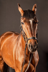 Brown horse with harness showcasing fine details in a studio setting during a portrait session