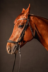 Obraz premium Beautiful chestnut horse portrait captured in a studio setting with a dark background