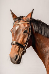 Fototapeta premium Brown horse with bridle in a studio setting showcasing its majestic features and expressions
