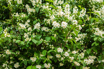 Fototapeta premium Blooming jasmine bush. Jasmine flowers. Jasmine in bloom.