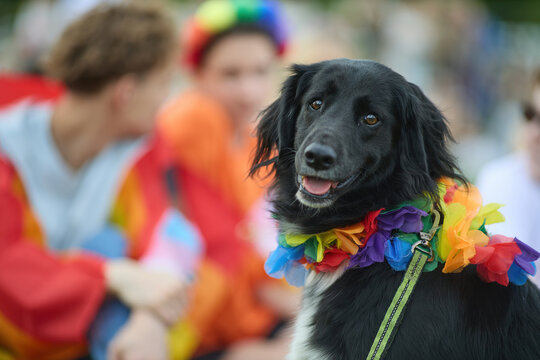 LGBTQ Pride Colorful Canine Celebration