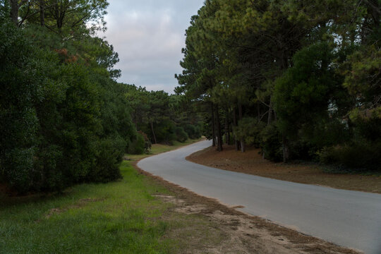 Camino en el bosque de Pinamar