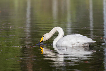 Obraz premium Whooper swan in a pond