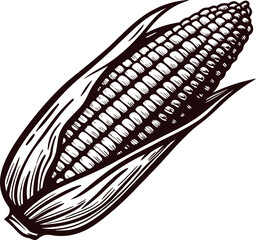 Hand drawn detailed ear of corn illustration with husk vintage engraved botanical sketch