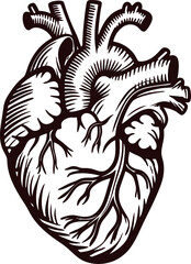 Hand drawn anatomical human heart illustration in vintage engraved isolated on white background
