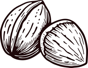 Vintage hand drawn walnut illustration whole and half nut sketch isolated on white background