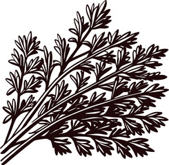 Hand drawn vintage parsley sprig illustration black and white herbal botanical sketch for kitchen or cooking design