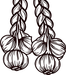 Braided garlic bulbs in vintage hand drawn illustration isolated on white background