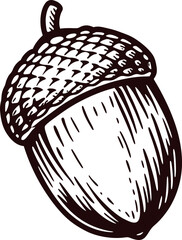 Hand drawn acorn isolated on white background vintage engraved botanical nut illustration