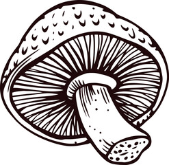 Hand drawn mushroom illustration with gills detailed, vintage engraved on white background