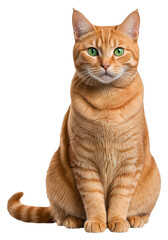 A closeup of a ginger cat with green eyes on a transparent background