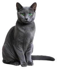 A grey cat with green eyes is sitting on a transparent background