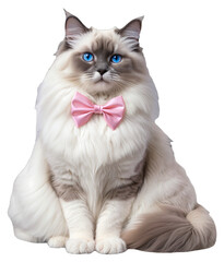 A white fluffy cat with blue eyes and pink bow tie is sitting  on a transparent background