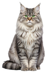 A gray fluffy tabby cat with green eyes sits on a transparent background