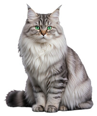 A white-gray fluffy tabby cat with green eyes is sitting on a transparent background
