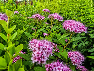 Fototapeta premium Summer Flower Beds in Full Bloom