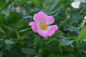 Pink and white delicat rosa canina ( dog rose )blooming flower against green leaves background.  Closeup flower ,petals,yellow stamens. Health benefits  of dog rose plant concept .
