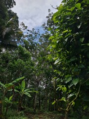 Lush Jungle Canopy with Sunlight