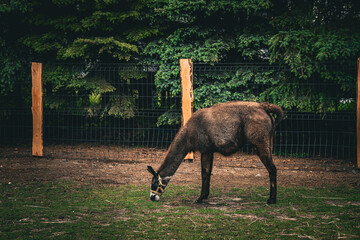 A brown llama feeding on grass while standing behind a metal fence. The animal is captured in a...