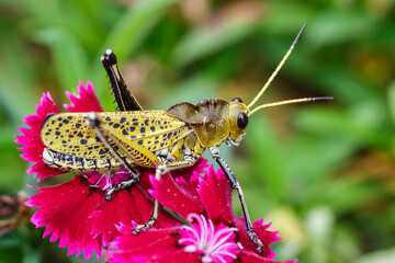 Saltamontes Perezoso (romalea microptera)
