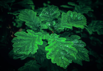 Macro photo of bright green oak leaves covered in raindrops. The high contrast and wet surface...