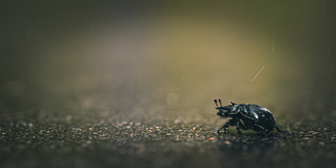 Close-up macro shot of a dung beetle walking on wet asphalt. The shiny surface and detailed texture...