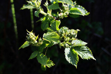 A branch of a bush with green leaves and buds.