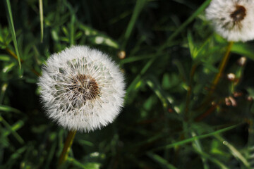 White dandelion in green grass close-up.