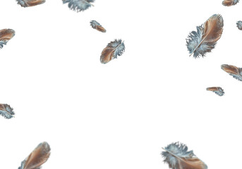 Flying Feather on White Background – Soft Minimalist Illustration