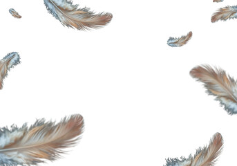 Flying Feather on White Background – Soft Minimalist Illustration