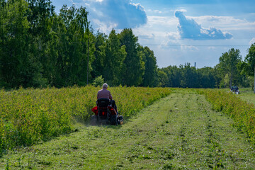A person riding a lawn tractor while cutting thick overgrown grass in a wide field. Summer...