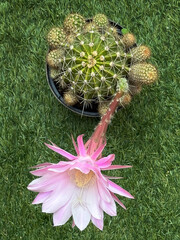 pianta di cactus con fiore, plant of cactus with flower