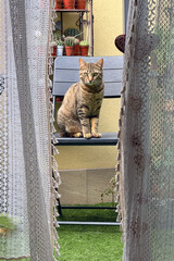 gattina sulla sedia nel terrazzo di casa, kitten on the chair of the terrace at home