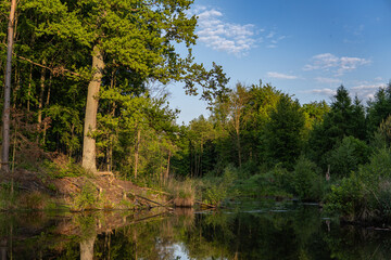 A quiet forest lake surrounded by dense greenery and covered with aquatic plants. The untouched,...
