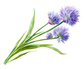 Fototapeta premium Watercolor Chive Flowers Illustration - Delicate Purple Blooms and Green Stems on White Background, Botanical Art, Floral Design Element