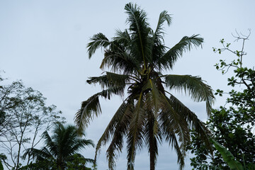 Fototapeta premium A majestic coconut palm tree reaching towards a cloudy sky.