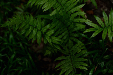 Vibrant green fern leaves stand out against a dark jungle background, capturing the beauty of tropical forest vegetation and shadows.