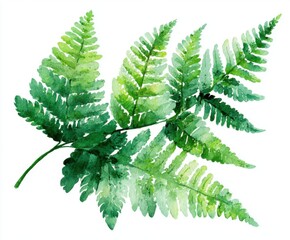 Watercolor Fern Frond Illustration - Botanical Art Print, Greenery Design Element, Isolated on White Background, Nature Inspired Decor