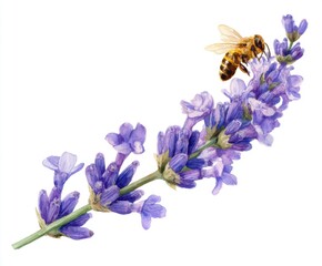 Watercolor Painting of Lavender Flower with Honey Bee - Botanical Illustration for Spring, Summer, and Nature-Themed Designs